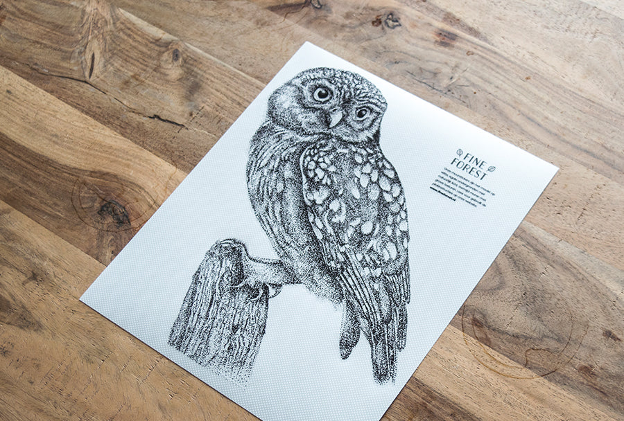 Little owl wall sticker