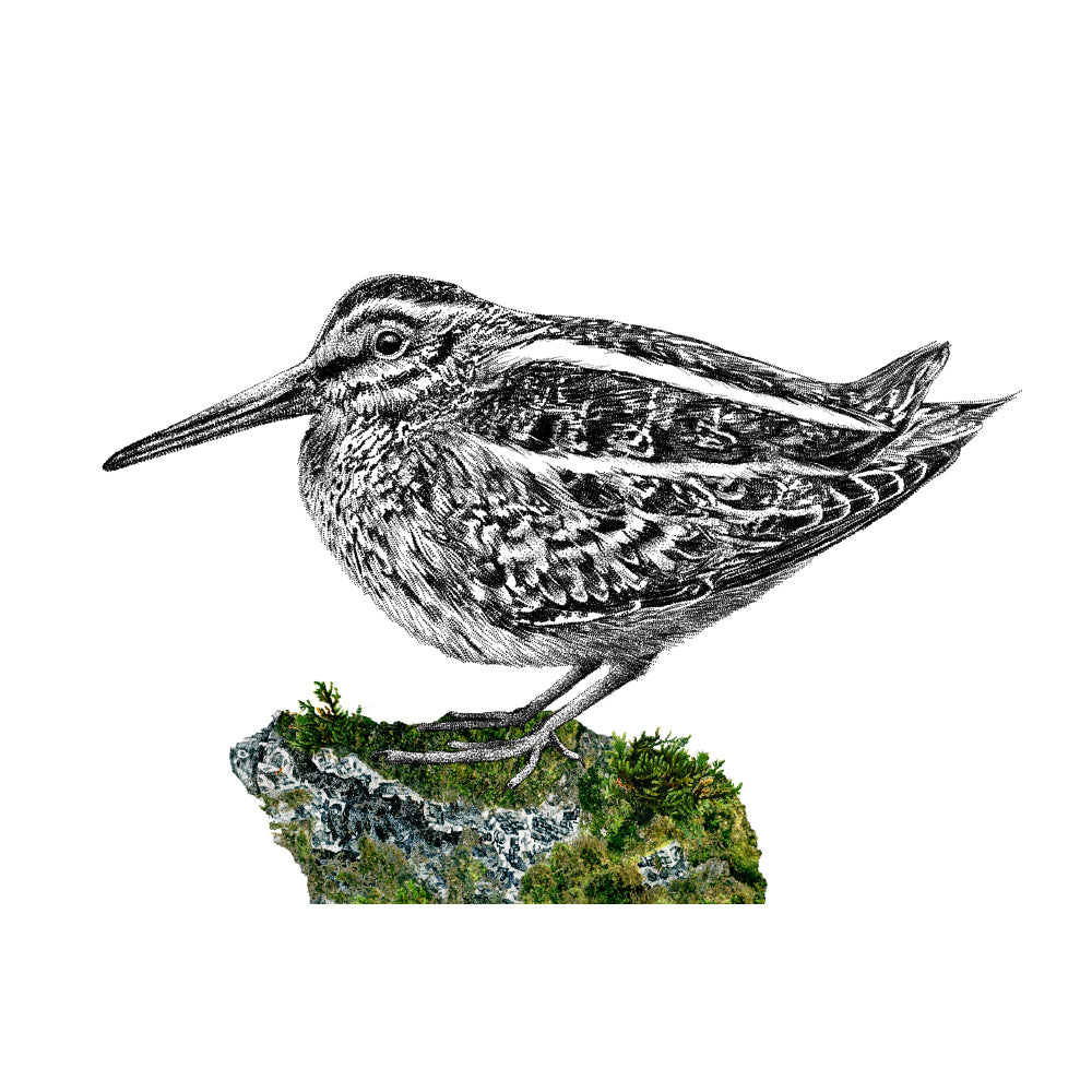 Jack snipe wall sticker
