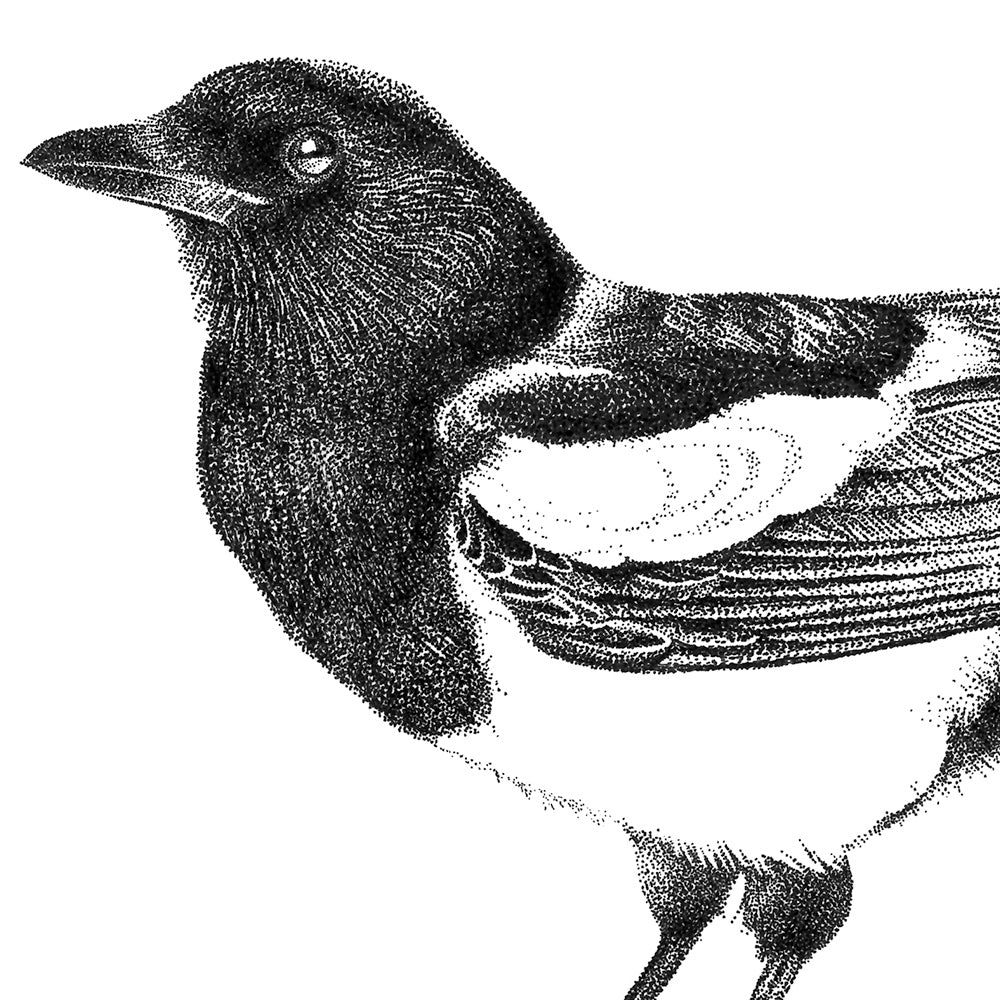 Magpie wall sticker set