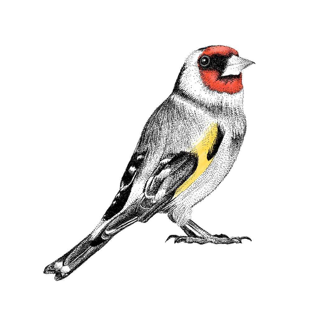 Goldfinch wall sticker