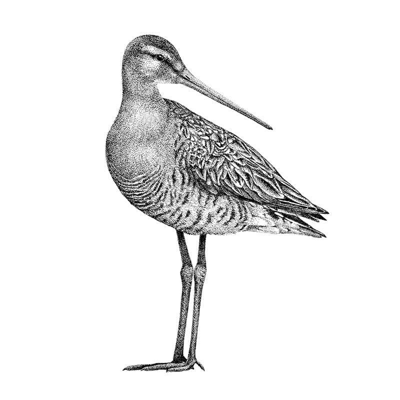 Godwit wall sticker