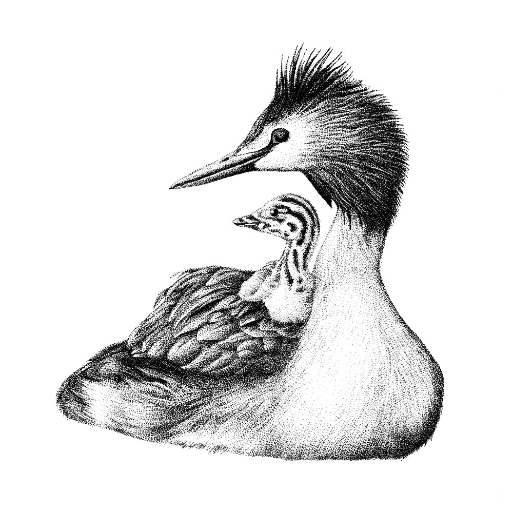 Grebe wall sticker