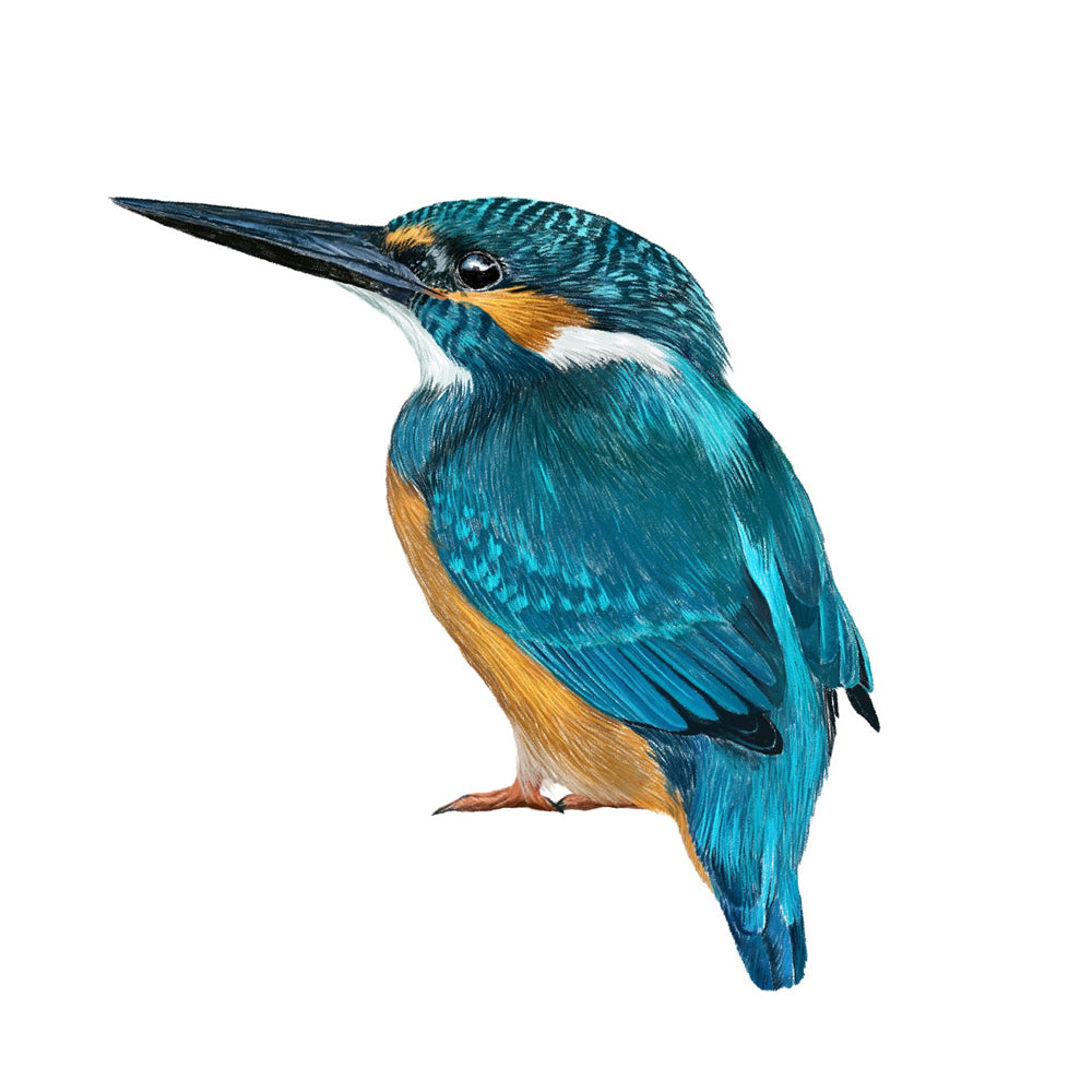 Kingfisher wall sticker (colour)