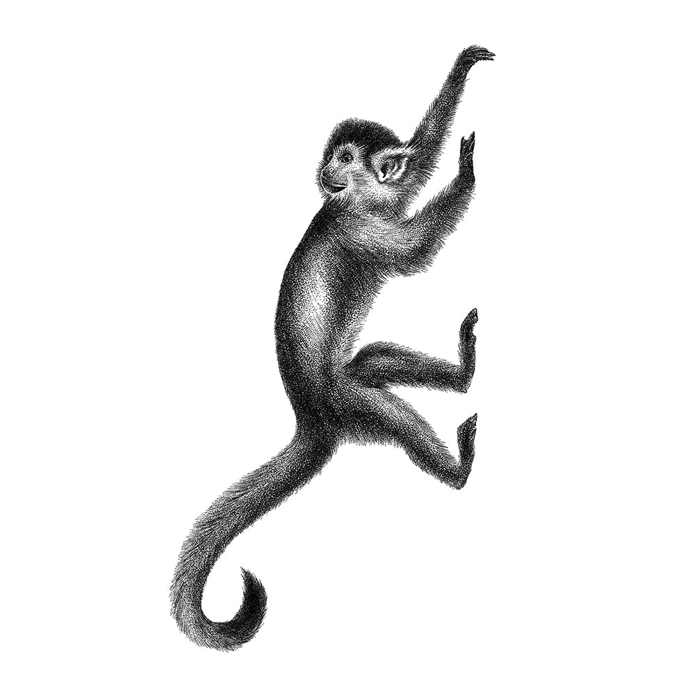 Monkey wall sticker