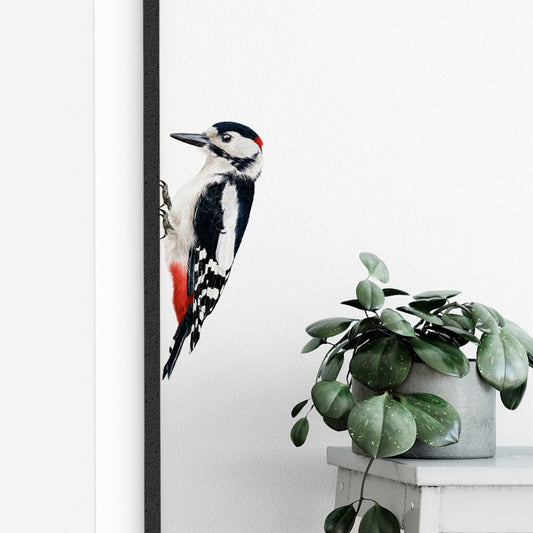 Woodpecker wall sticker (colour)