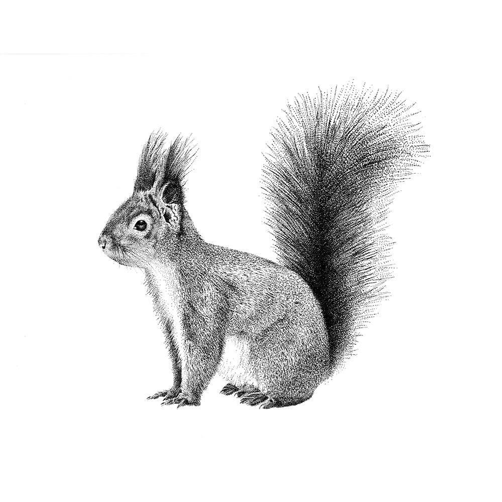 Squirrel wall sticker