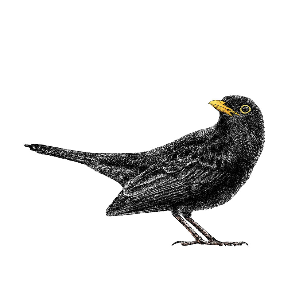 Blackbird wall sticker