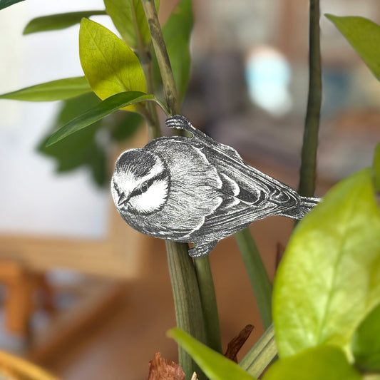 Blue tit clip