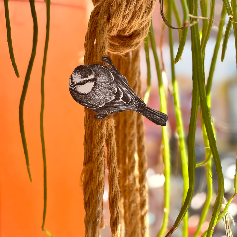 Blue tit clip